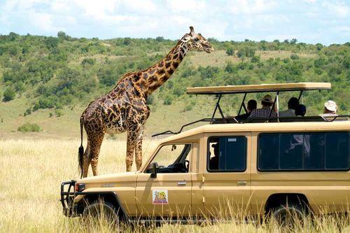 East African Safari Adventure 2024