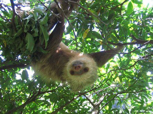ARENAL MONTEVERDE & THE OSA PENINSULA