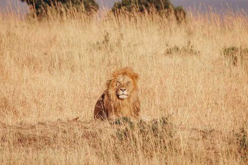 Gorillas & Game Parks