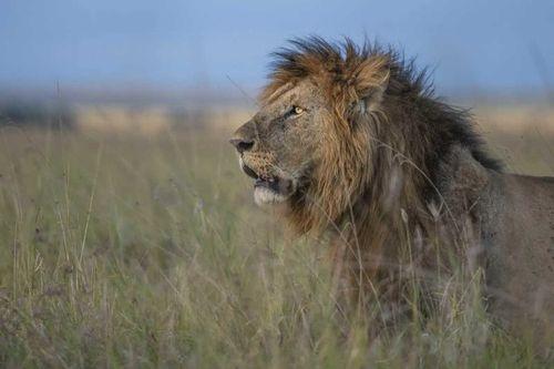 3-Day Masai Mara Fly-in Safari with Governors Camp